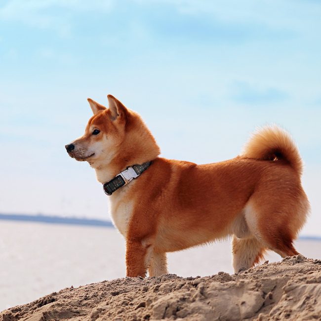 愛犬のために無添加の高級ドッグフードを！原材料や包装タイプにこだわろう