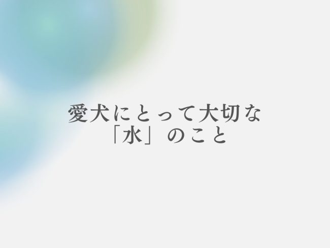 愛犬の脱水症状を防ぐ。正しい水分補給と水の大切さ