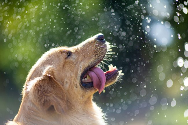 愛犬の脱水症状を防ぐ。正しい水分補給と水の大切さ