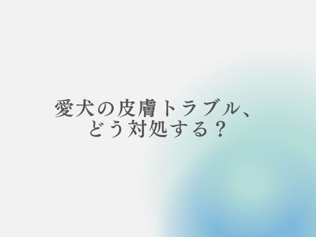 愛犬の皮膚病・膿皮症などの皮膚トラブルをケアする基本ステップ