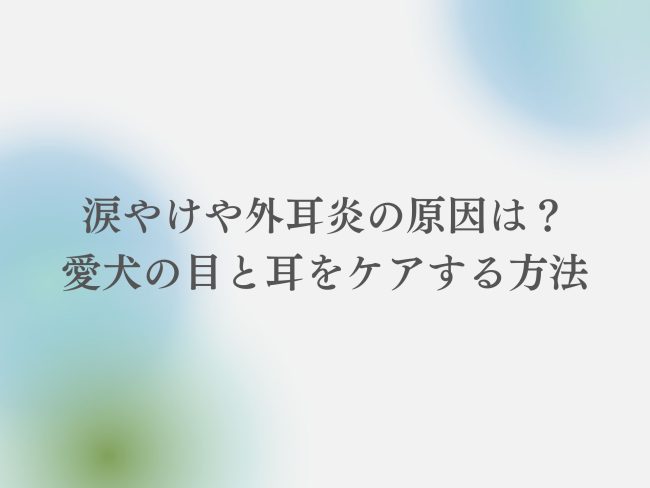 愛犬の涙やけ・外耳炎を防ぐ。効果的なケアと予防法